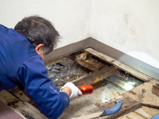Mold Testing and Removal in Markesan, WI