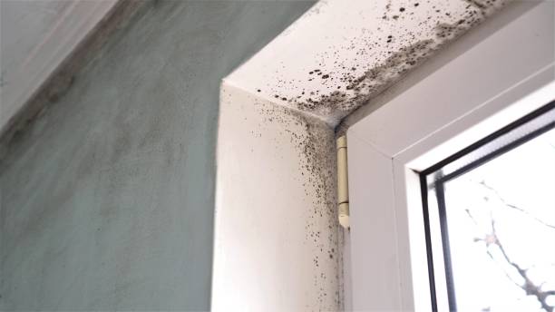Mold Removal and Inspection in Markesan, WI
