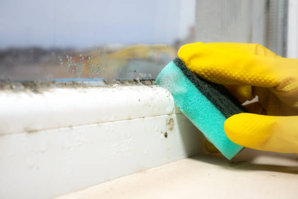 Best Attic Mold Removal  in Markesan, WI