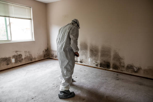 Best Mold Damage Repair  in Markesan, WI